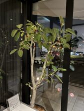 ワコーコーポレーション,クリスマスツリー,クリスマス,年末,挨拶