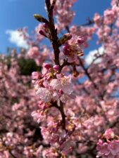 ワコーコーポレーション,2026年,入社式,挨拶,自己紹介,新卒採用,中途採用,本社,桜,サクラ